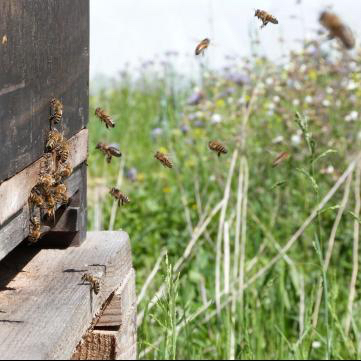 Bienen unsere fleißigsten Mitarbeiterinnen