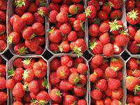 Erdbeeren im Hofladen Naturgut Hörnle