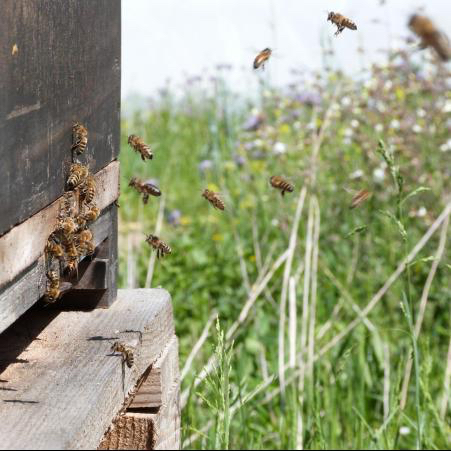 Bienen