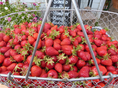 Erdbeeren zum selberpflücken!