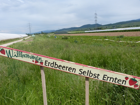 Erdbeerfeld