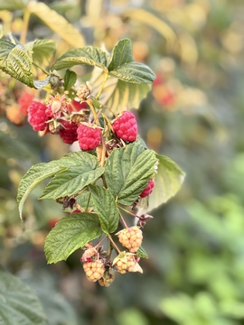 Himbeeren Herbst
