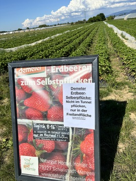 Erdbeerselberpflücke2026